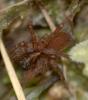 Allotrochosina schauinslandi